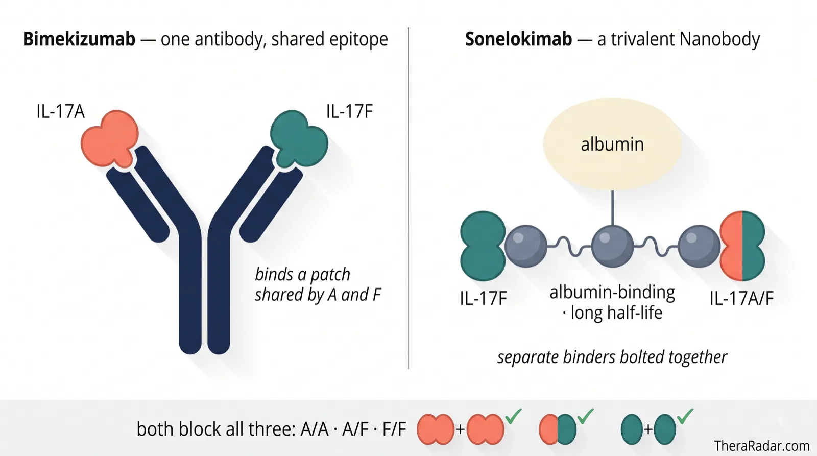 Two-panel diagram. Left: bimekizumab, a Y-shaped antibody, grips one IL-17A cytokine and one IL-17F cytokine using a binding site shared by both. Right: sonelokimab, a small trivalent Nanobody of three linked bead-like domains — one binds IL-17F, a central one binds albumin for a long half-life, and one binds the IL-17A/F heterodimer. A footer shows both drugs block all three dimer forms: A/A, A/F and F/F.