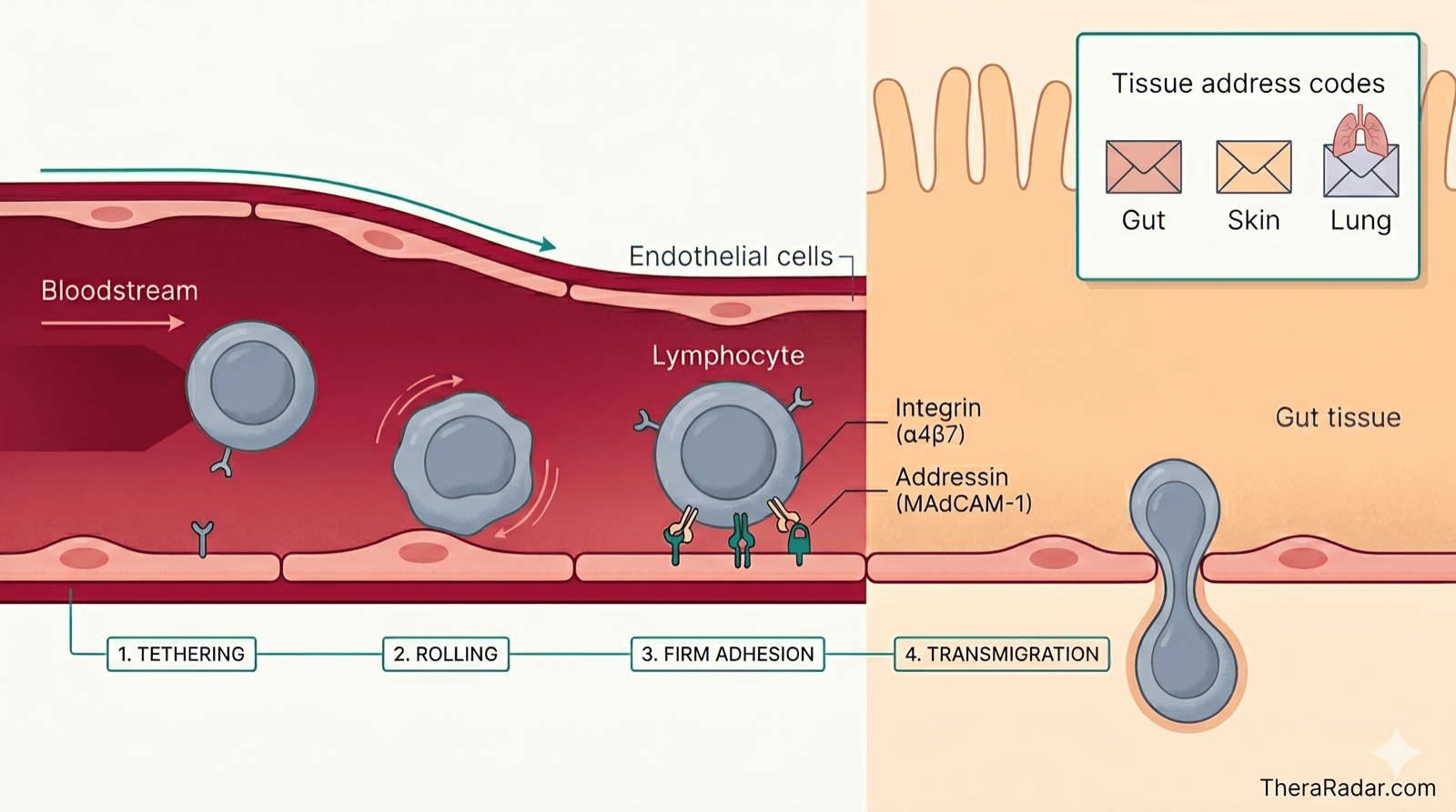 Cross-section diagram of a blood vessel showing a lymphocyte progressing through four stages of the adhesion cascade — tethering, rolling, firm adhesion, and transmigration — into gut tissue. Labels identify the α4β7 integrin on the lymphocyte and the MAdCAM-1 addressin on the endothelium. An inset shows three tissue-specific address codes for gut, skin, and lung.