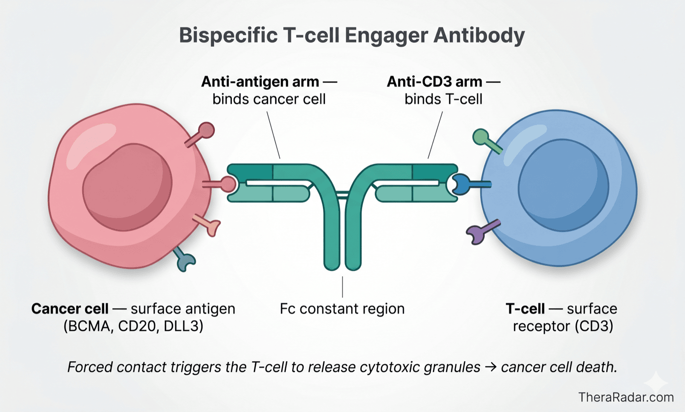 Schematic showing a Y-shaped bispecific T-cell engager antibody bridging a cancer cell on the left and a T-cell on the right. The antibody's anti-antigen arm binds a surface antigen (BCMA, CD20, or DLL3) on the cancer cell; the anti-CD3 arm binds the CD3 receptor on the T-cell. The Fc constant region sits in the middle. Forced contact triggers the T-cell to release cytotoxic granules, killing the cancer cell.