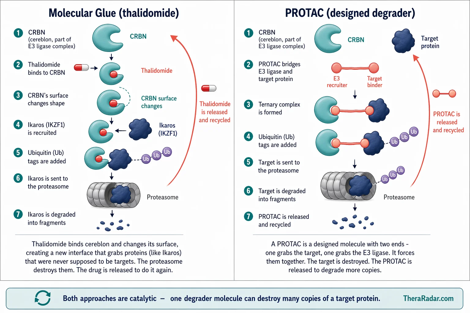 Side-by-side diagram comparing two types of targeted protein degradation. Left panel shows molecular glue mechanism: thalidomide binds cereblon (CRBN), changes its surface to recruit Ikaros (IKZF1) as a neosubstrate, ubiquitin tags are added, and the proteasome degrades it. Right panel shows PROTAC mechanism: a designed bifunctional molecule with two ends bridges a target protein and an E3 ligase, forming a ternary complex, leading to ubiquitin tagging and proteasome degradation. Both degrader types are catalytic - released and recycled after each degradation event.