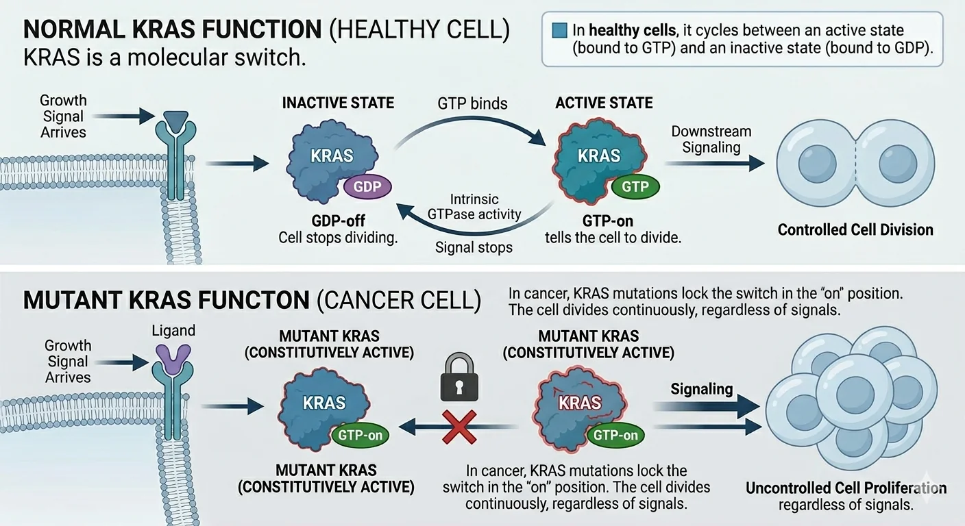 KRAS molecular switch: normal cells cycle between inactive GDP-bound and active GTP-bound states via GAP and growth factor signaling. G12C mutation locks KRAS permanently on, blocking GTP hydrolysis and causing uncontrolled cell division.