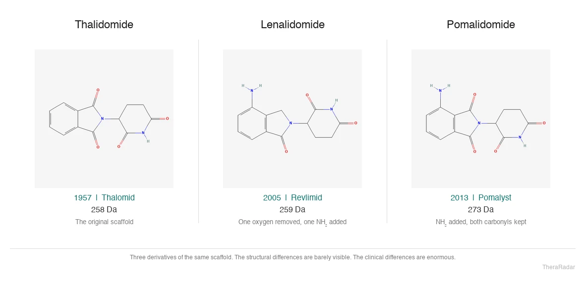 Chemical structures of thalidomide, lenalidomide (Revlimid), and pomalidomide (Pomalyst) side by side, showing the three derivatives of the same molecular scaffold. Lenalidomide differs from thalidomide by one oxygen removed and one amino group added. Pomalidomide adds the amino group but keeps both carbonyls. The structural differences are minimal but the clinical differences are enormous.