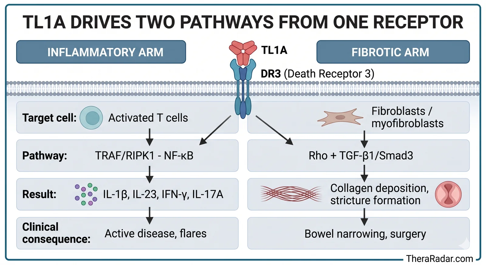 TL1A drives two pathways from one receptor: inflammatory arm (TRAF/RIPK1-NF-kB on activated T cells, producing IL-1B, IL-23, IFN-gamma, IL-17A) and fibrotic arm (Rho + TGF-B1/Smad3 on fibroblasts, causing collagen deposition and stricture formation)