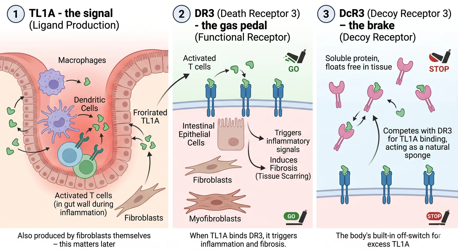 TL1A signaling system: TL1A (the signal) produced by macrophages, dendritic cells, and fibroblasts; DR3 (Death Receptor 3, the gas pedal) on T cells, epithelial cells, and fibroblasts triggering inflammation and fibrosis; DcR3 (Decoy Receptor 3, the brake) competing with DR3 as a natural sponge
